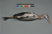 藏品(蒼鷺)的圖片